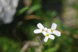 Imagem de Iberis sempervirens L.