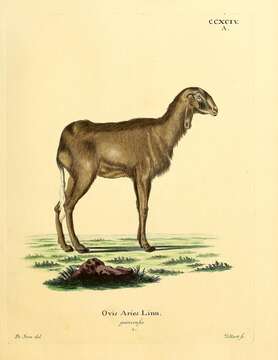 Image of Domestic Sheep