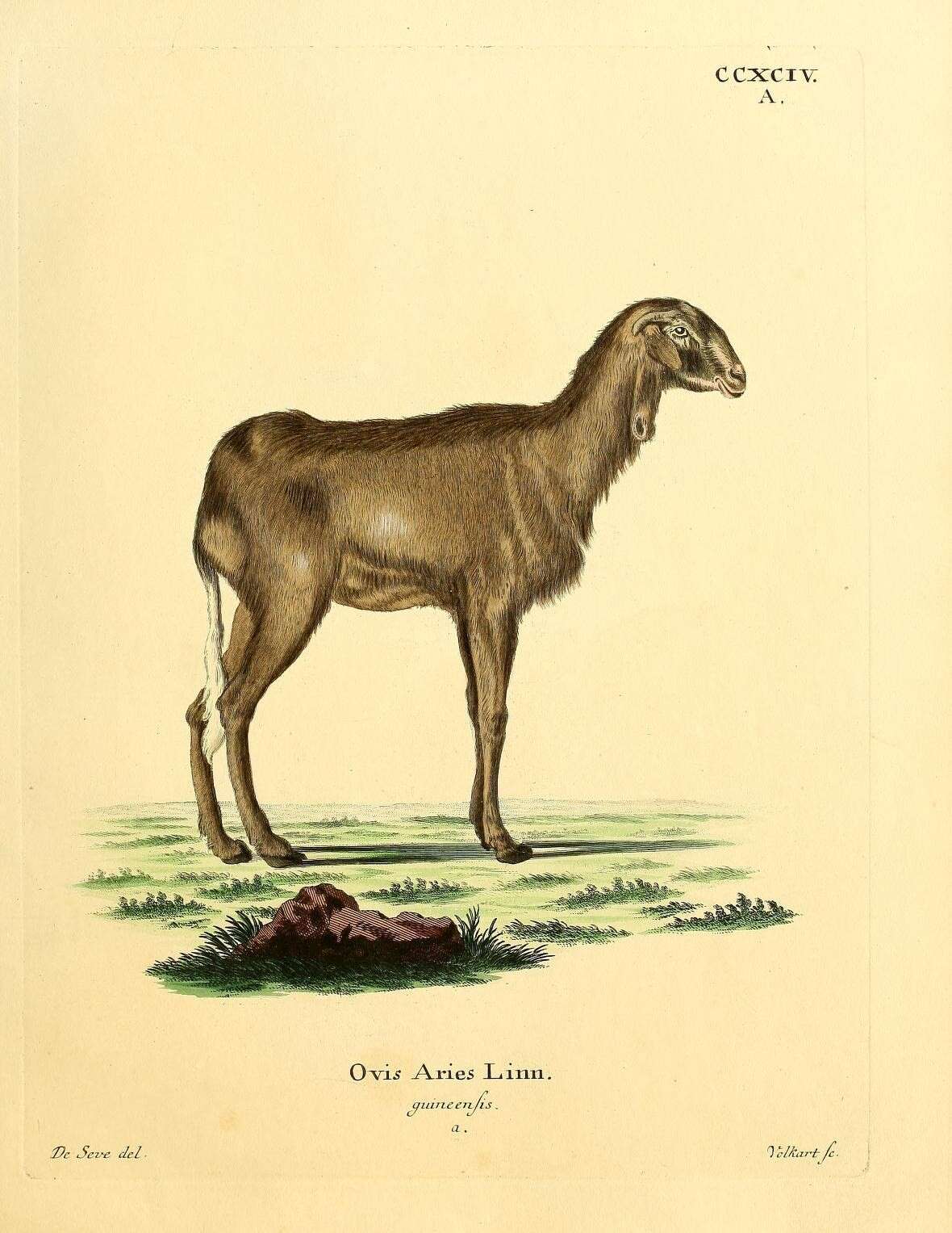 Image de Ovis Linnaeus 1758