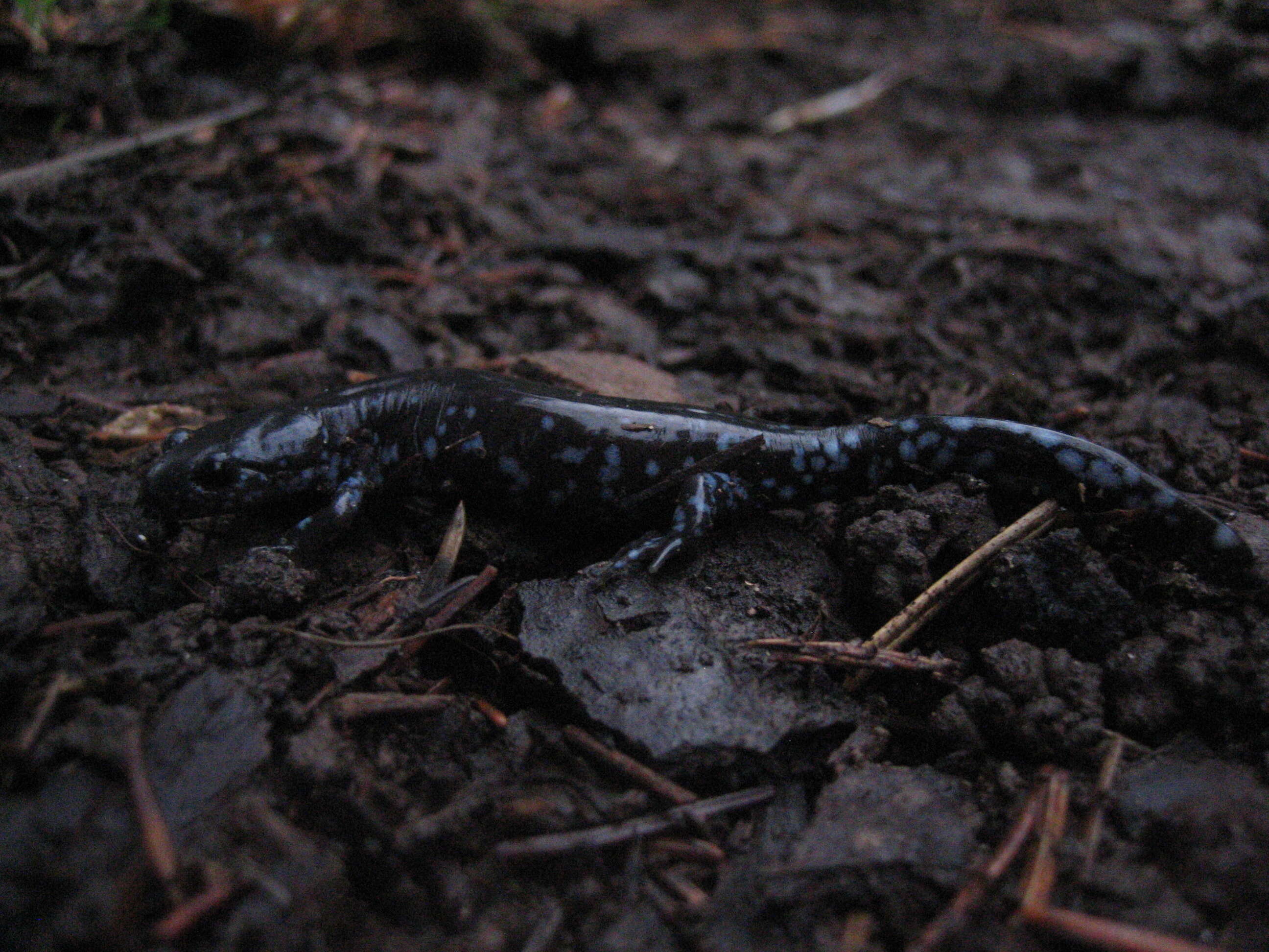 Image of mole salamanders