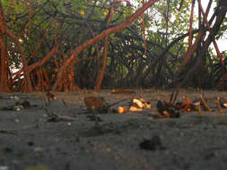 Image of red mangrove