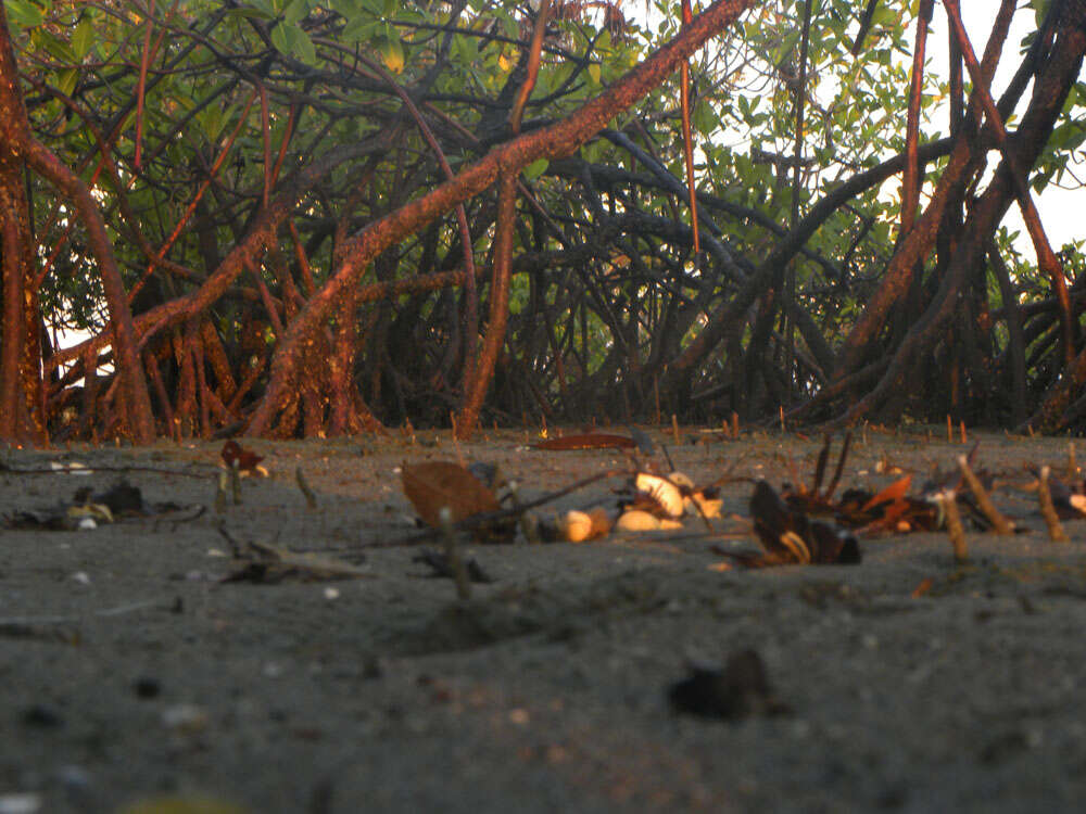 Image of red mangrove