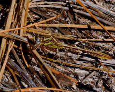 Image of Cypress Clubtail