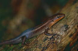 Image of Northern Red-throated Skink