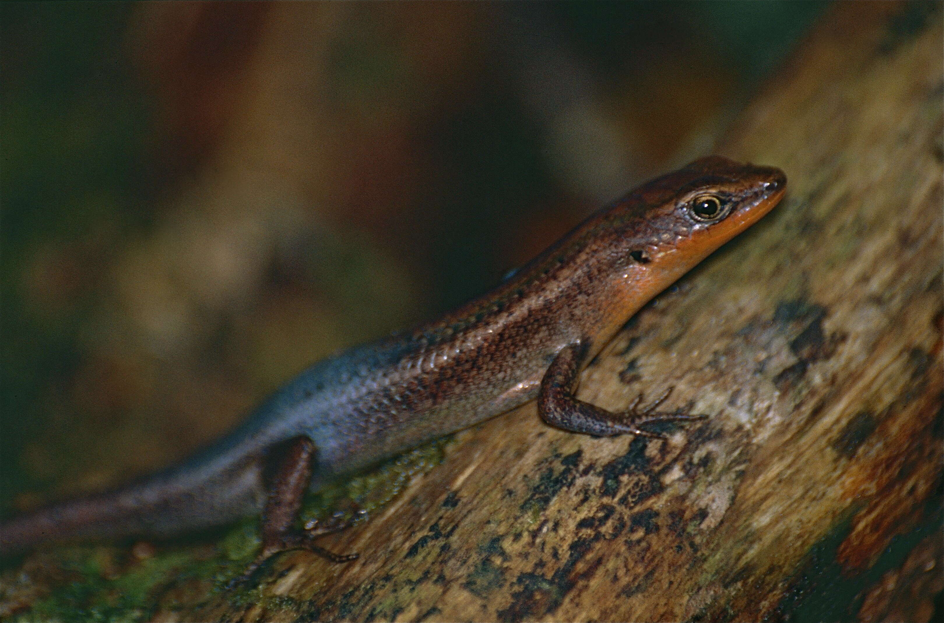 Image of Northern Red-throated Skink