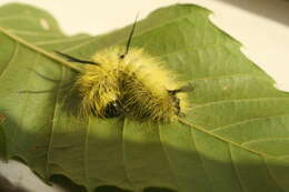 Image of Banded Tussock Moth