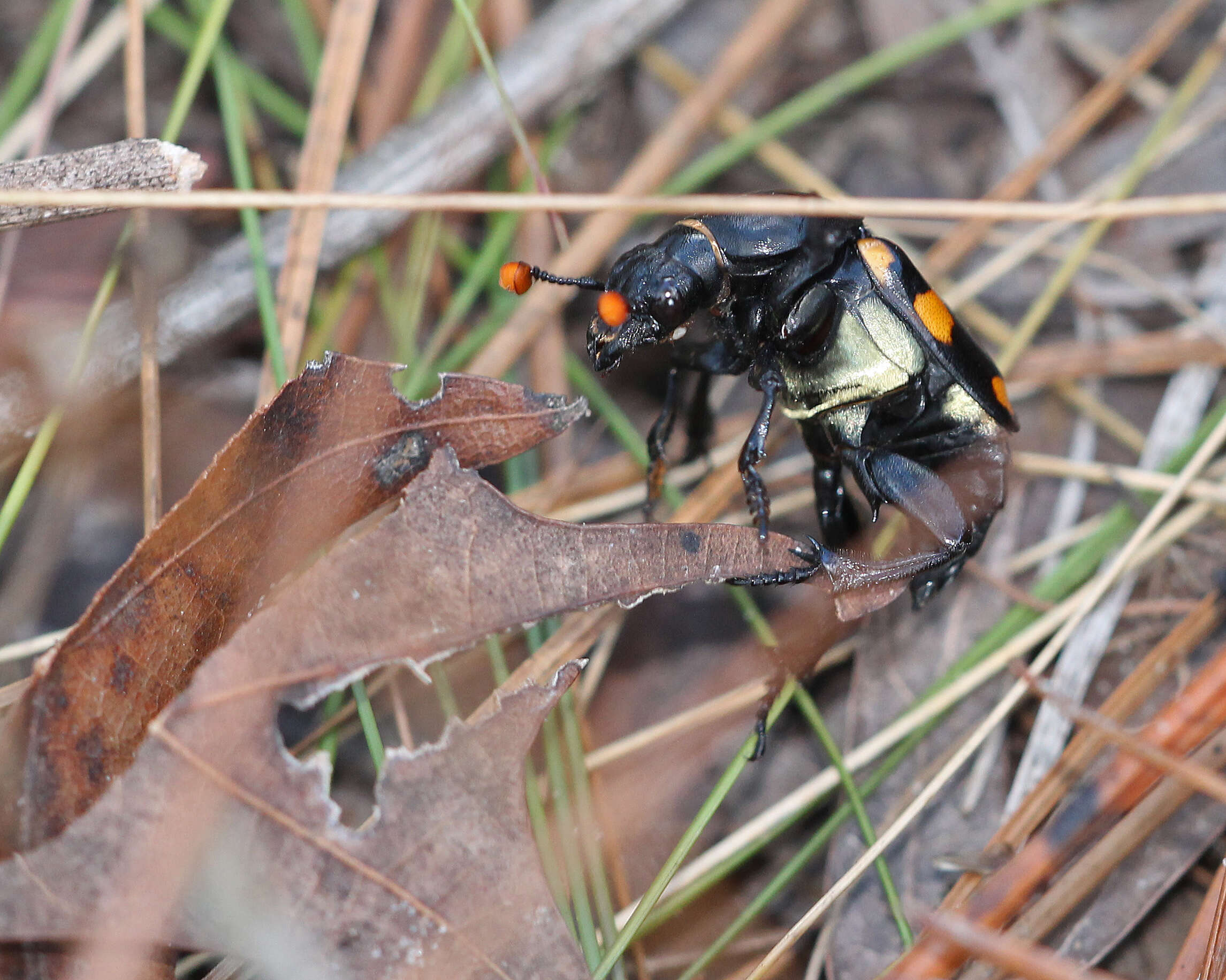 Image of Nicrophorus (Nicrophorus) carolinus (Linnaeus 1771)