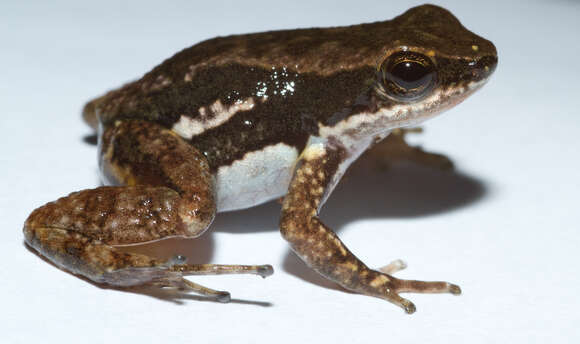 Image of Panama rocket frog