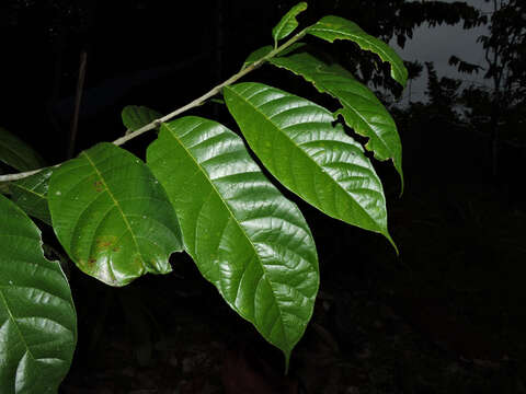 Image of Pubescent Sorocea (tree)