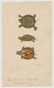 Image of Cooter Turtles