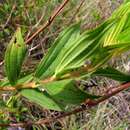 Imagem de Rhynchanthera grandiflora (Aubl.) DC.