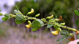 Image of Poiretia punctata (Willd.) Desv.