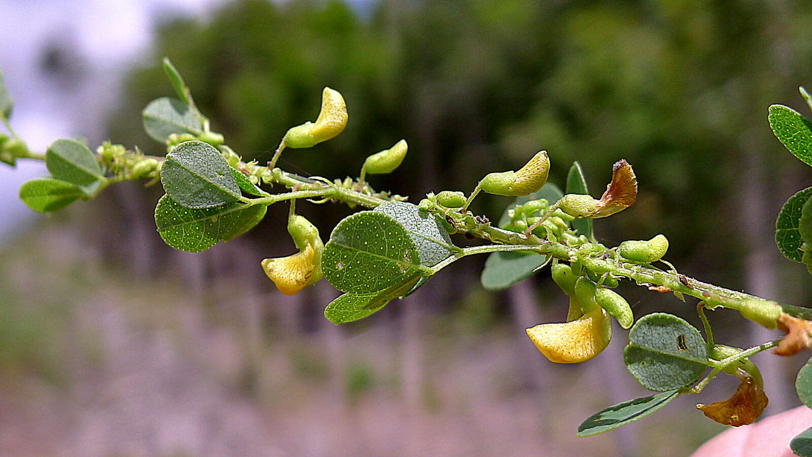 Image of Poiretia punctata (Willd.) Desv.