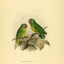 Image of Geelvink Pygmy Parrot