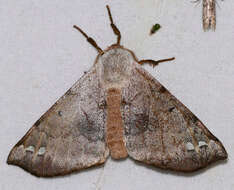 Image of apatelodod moths