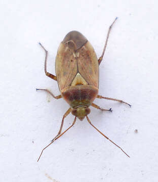 Image of Lygus Bugs