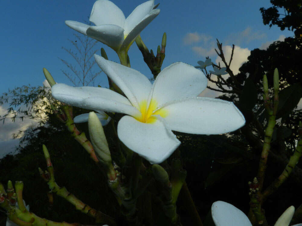 Image de Plumeria rubra L.