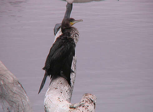 Image of Black Shag