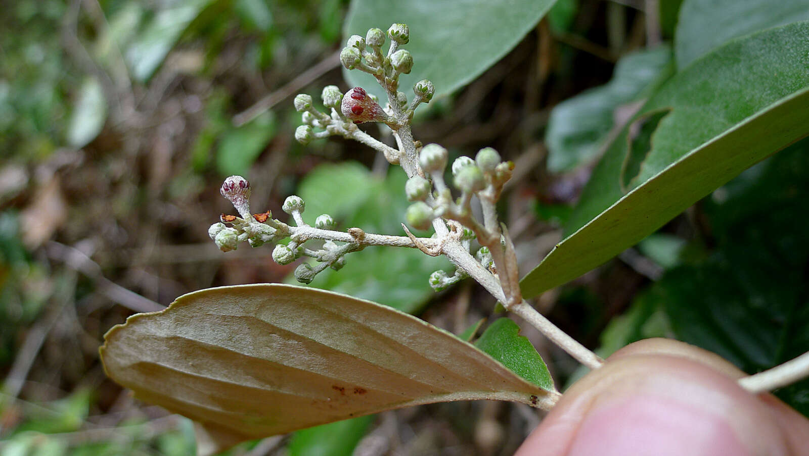 صورة Niedenzuella sericea (A. Juss.) W. R. Anderson