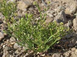 Sivun Lepidium lasiocarpum subsp. lasiocarpum kuva