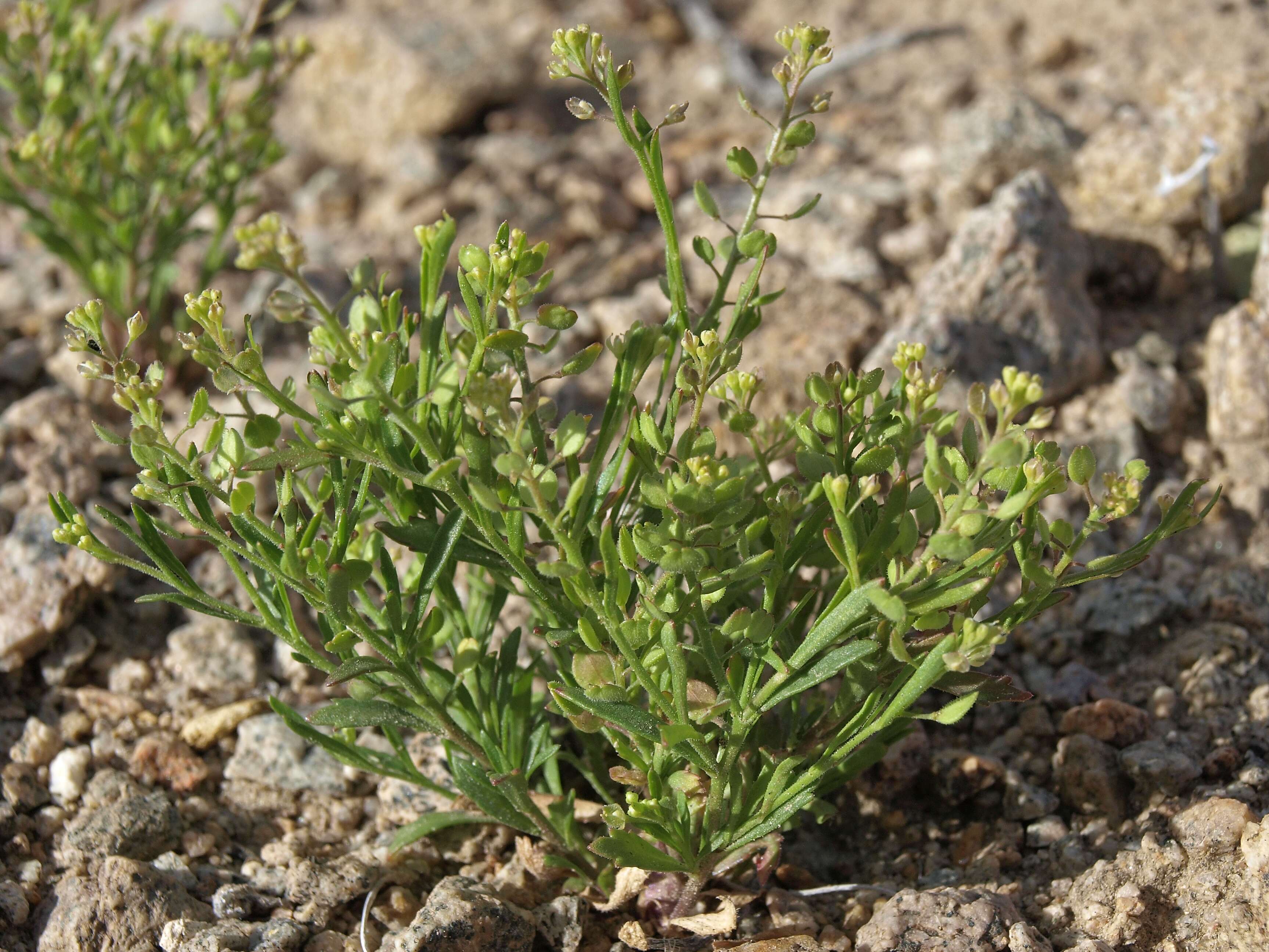 Image of shaggyfruit pepperweed