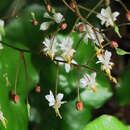 Image of redwood insideout flower