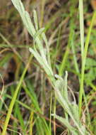 Image of strawflower