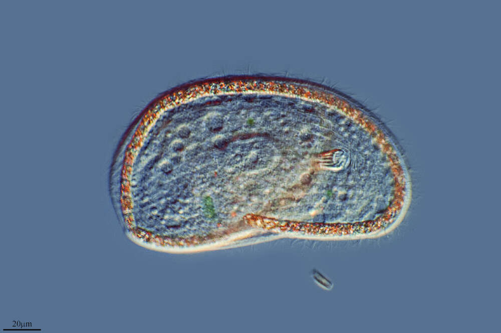 Image de Chlamydodontida