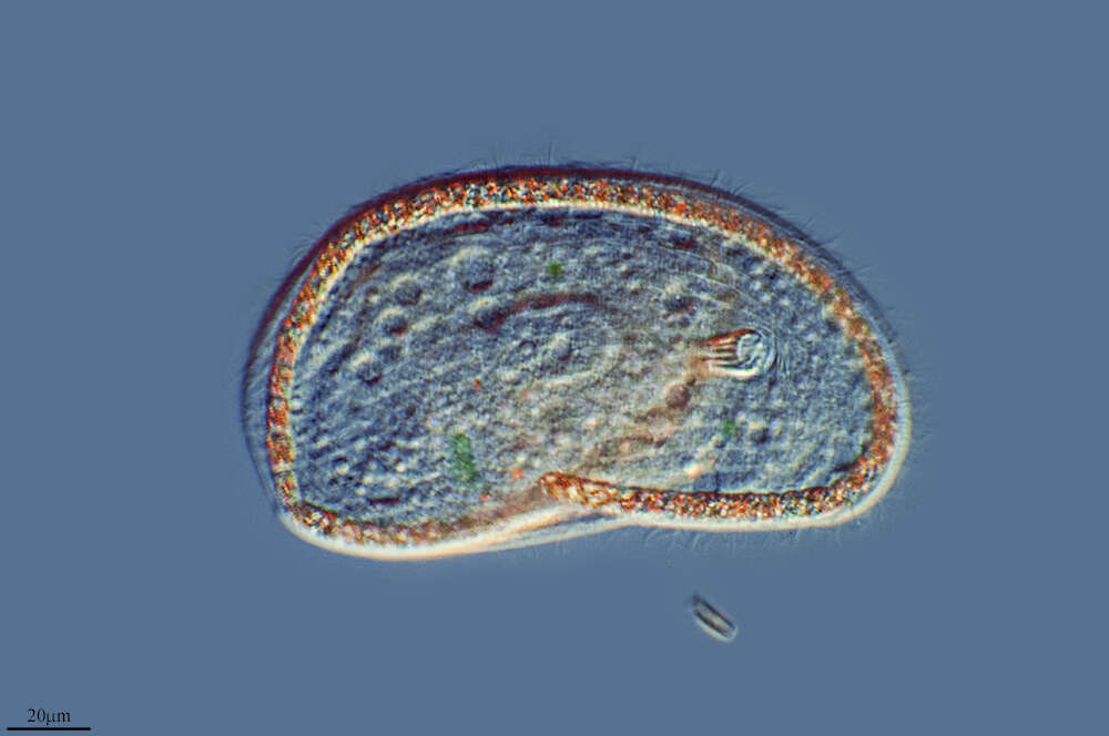 Image of Chlamydodontida