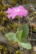 Image of Primula kitaibeliana Schott