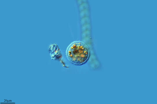 Image of Pompholyxophrys punicea