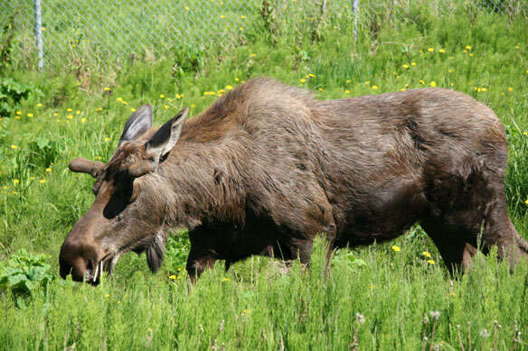 Image of North American Elk