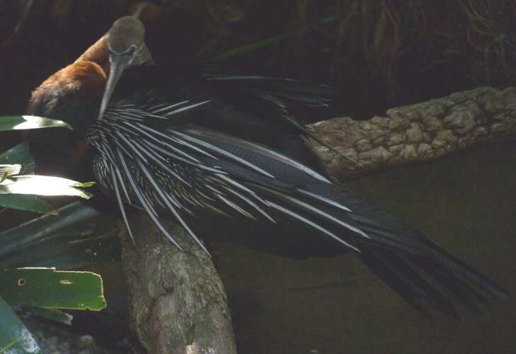 Image de Anhinga d'Afrique