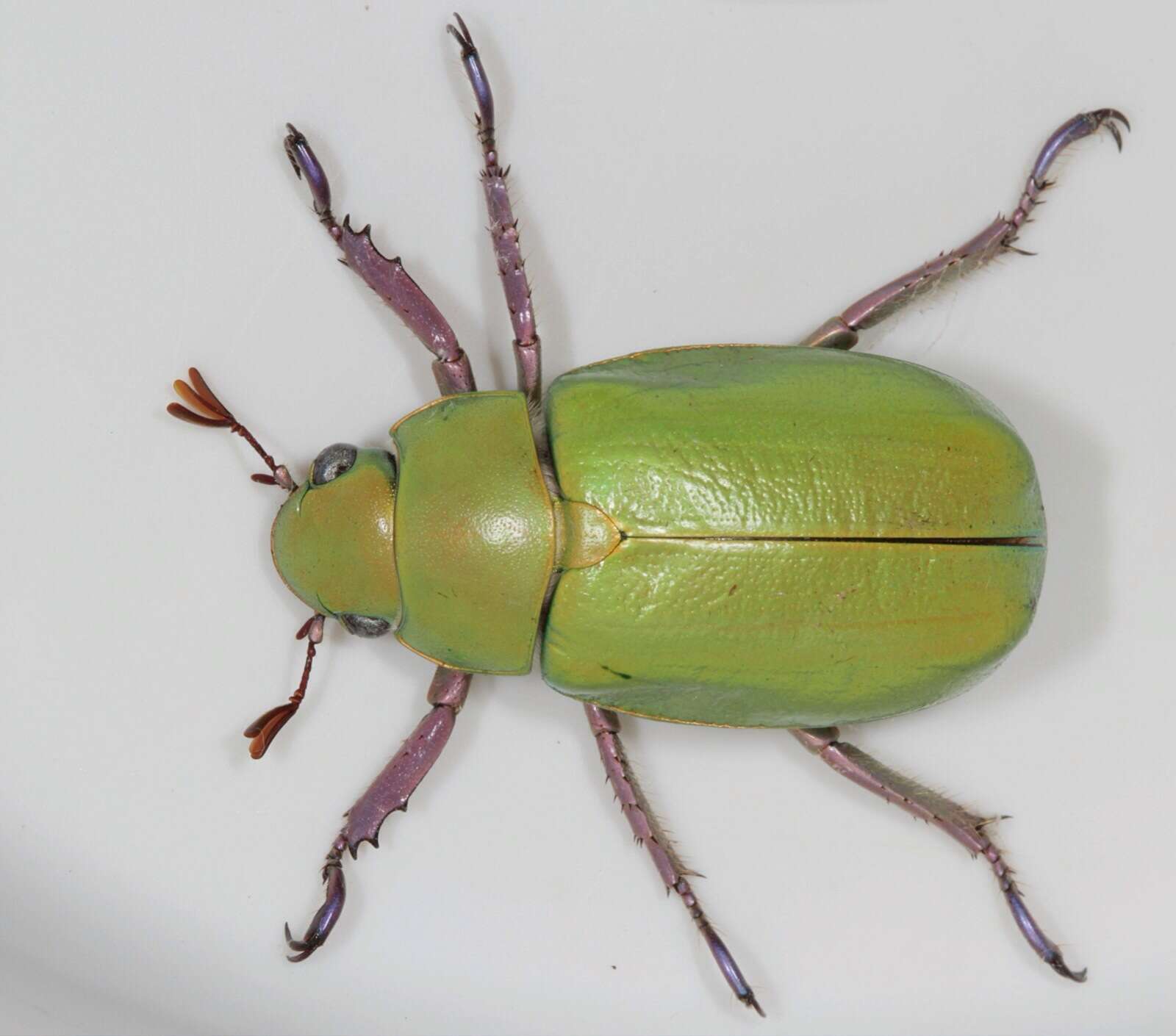 Image of Jewel scarab