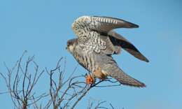 Image of Amur Falcon