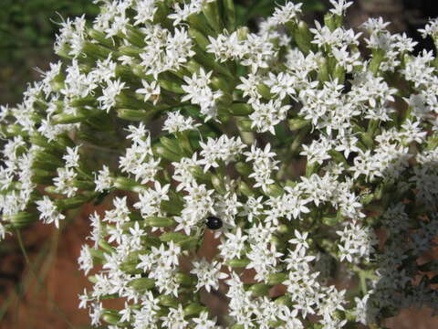 Image of sawtooth candyleaf