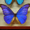 Image of Morpho cacica