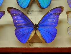 Image of Morpho cacica