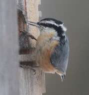 Image of Red-breasted Nuthatch