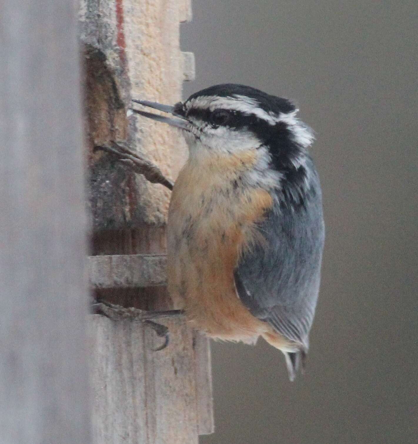 Imagem de Sitta canadensis Linnaeus 1766