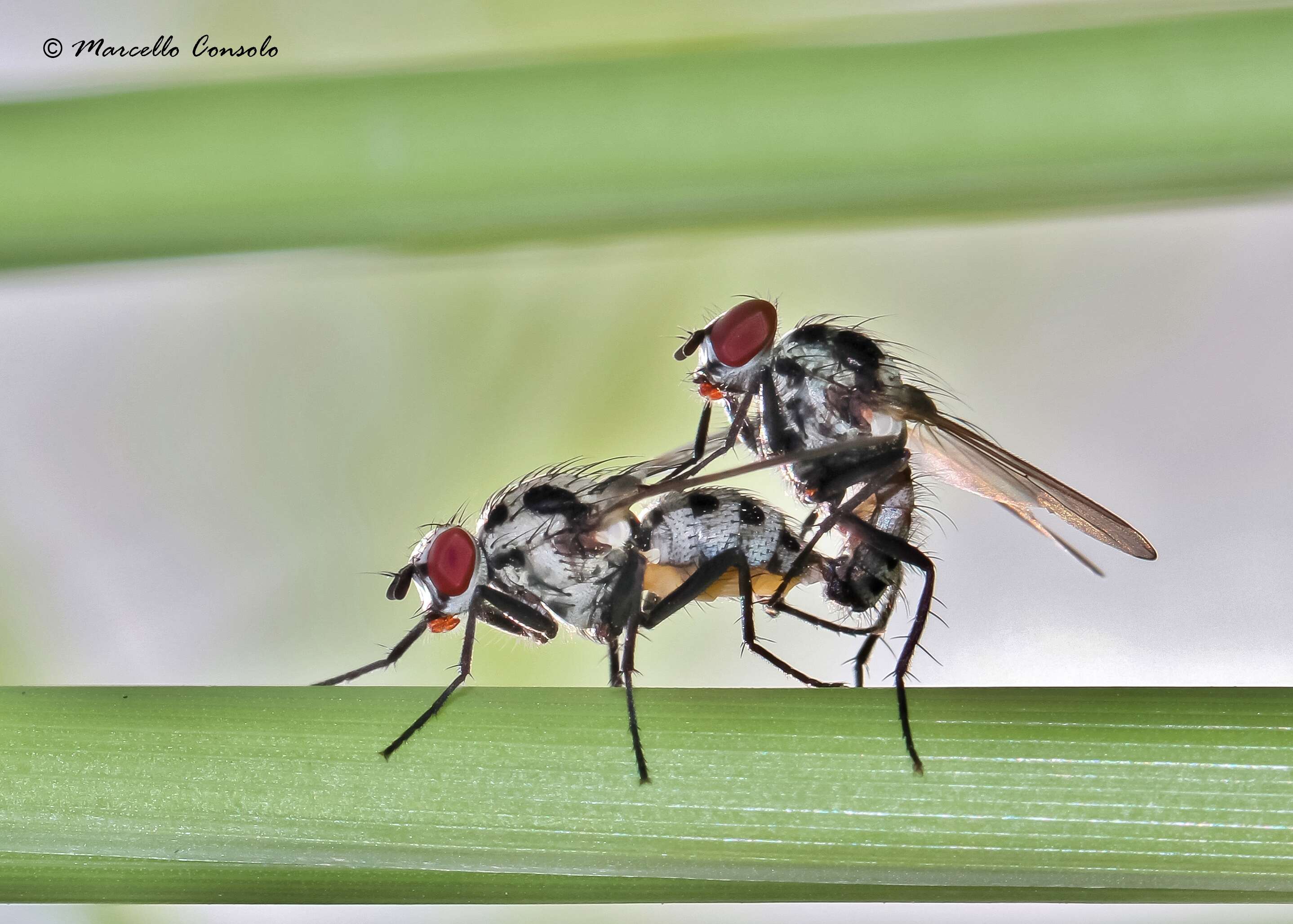 Image of root-maggot flies