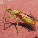 Image of Leafhopper Assassin Bug