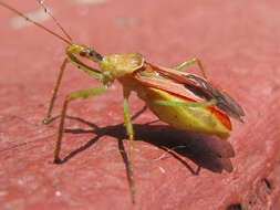 Image of Leafhopper Assassin Bug