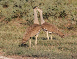 Image of Australian Bustard