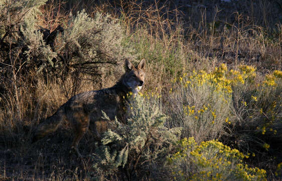 Sivun Canis latrans lestes Merriam 1897 kuva