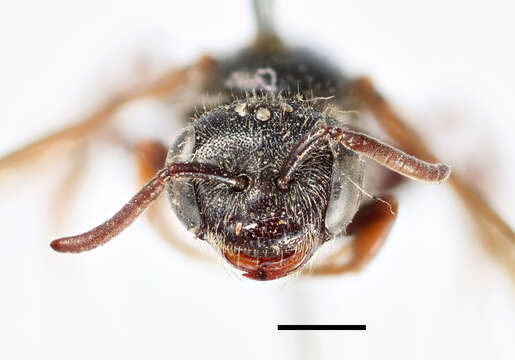 Image of Sphecodes Latreille 1804