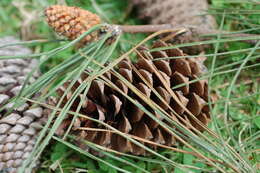 Image of Pine