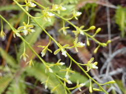 Image of lilyleaf acriopsis