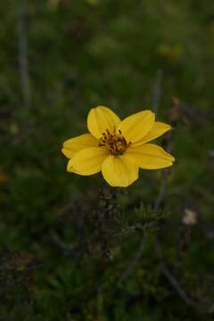 Image of Bidens andicola Kunth