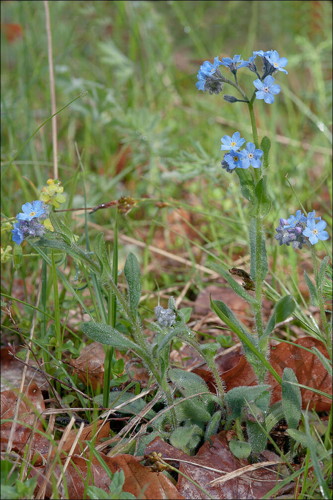 Image of Alpine forget-me-not